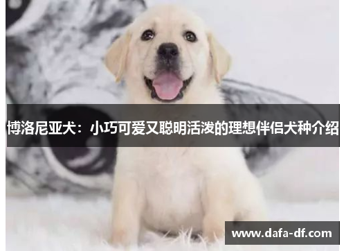 博洛尼亚犬：小巧可爱又聪明活泼的理想伴侣犬种介绍